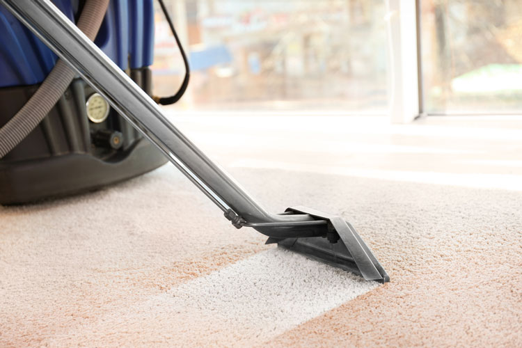 Professional Carpet Cleaning Company for Your Home