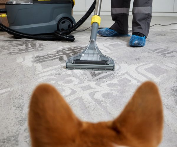 Pet Stain Carpet Cleaning