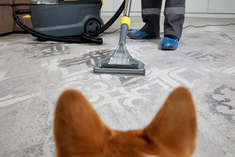 Pet Stain Carpet Cleaning